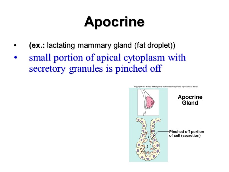Apocrine (ex.: lactating mammary gland (fat droplet)) small portion of apical cytoplasm with secretory